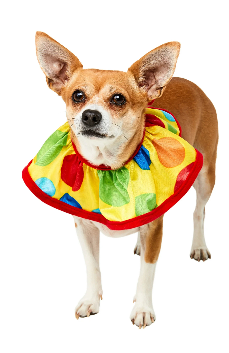 Rubies Pet Shop Boutique Dog or Cat Halloween Costume Accessory Classic Clown Collar For S/M Pet